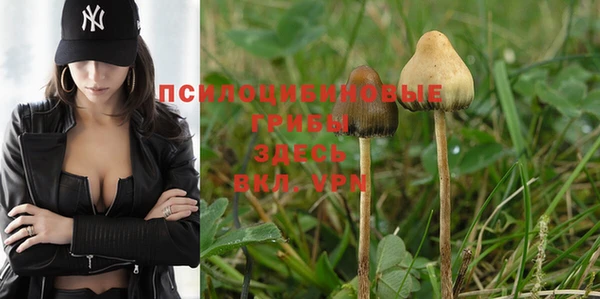 PSILOCYBIN Алзамай